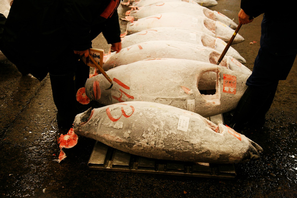 Photographie de thons rouges congelés lors d'une vente aux enchères sur le marché aux poissons de Tsukiji, Tokyo, Japon.