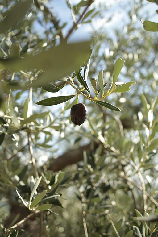 09-aurelie-miquel-photographie-sicile-casanova-slowfood